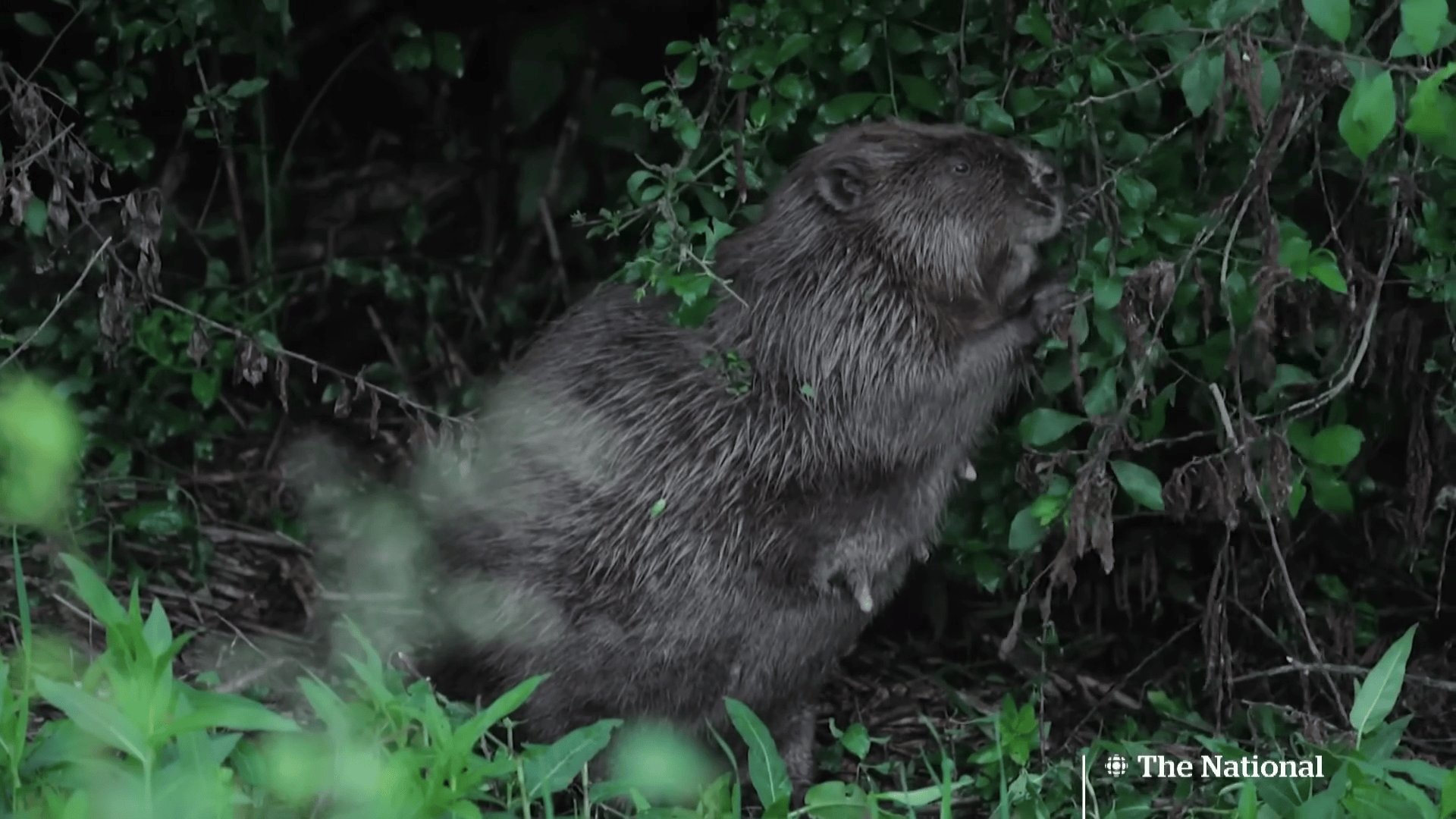 London beavers package